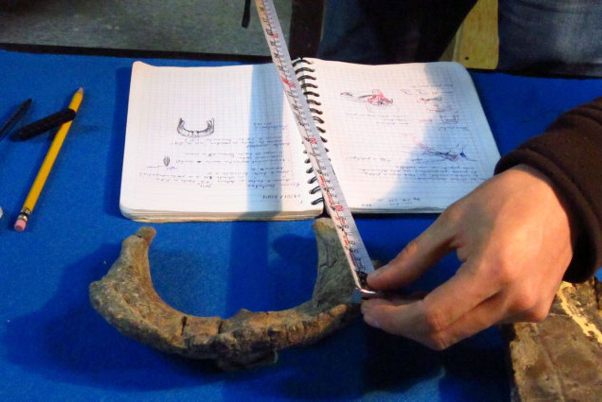 Mexicanske palæontologer opdagede først halen fra dinosaurarten Tlatolophus galorum. Senere fandt de kranier og andre knogler. Foto: Inah/Reuters
