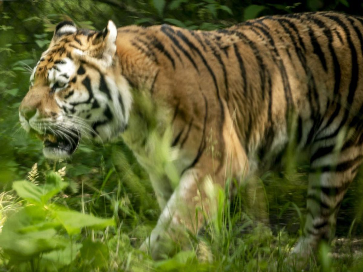 1. juni åbner en ny tigerskov i Knuthenborg Safaripark. Foto: Mads Claus Rasmussen/Scanpix.