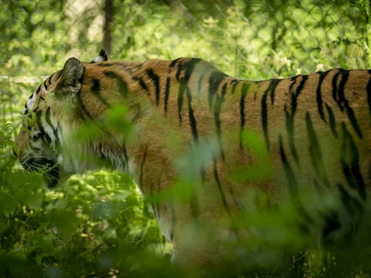 Dyrene skal have et værdigt otium. Foto: Mads Claus Rasmussen/Scanpix.