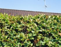 Skød mand i hovedet: Nabo fra helvede?