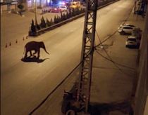Elefantflok tog på byvandring