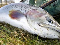 Dødelig sygdom spreder sig