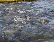 Dødelig sygdom fundet flere steder