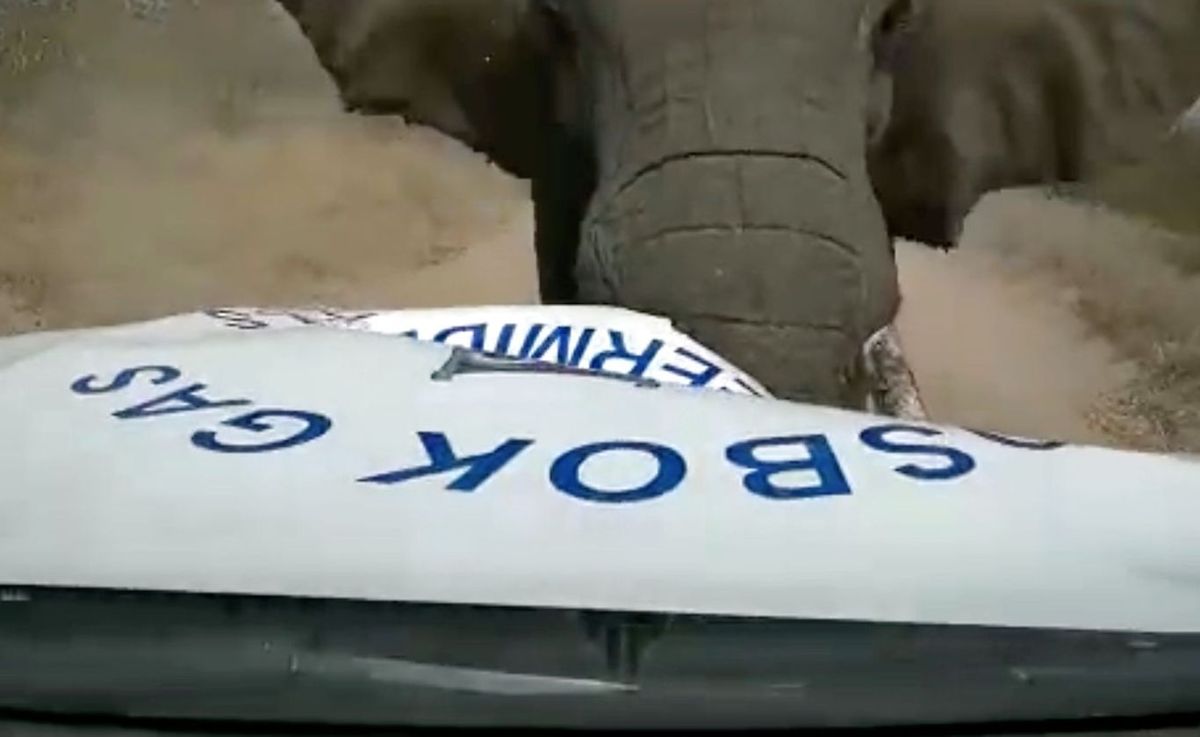 Voldsomt ser det ud, da elefanten angriber bilen.