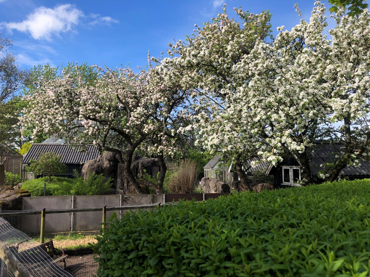 Det er i denne dyrepark i Hjørring, at en eller flere kaninmordere har været på spil. Foto: Dyreparken NBV