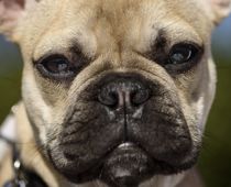 Dømt for ulovlig hundeimport