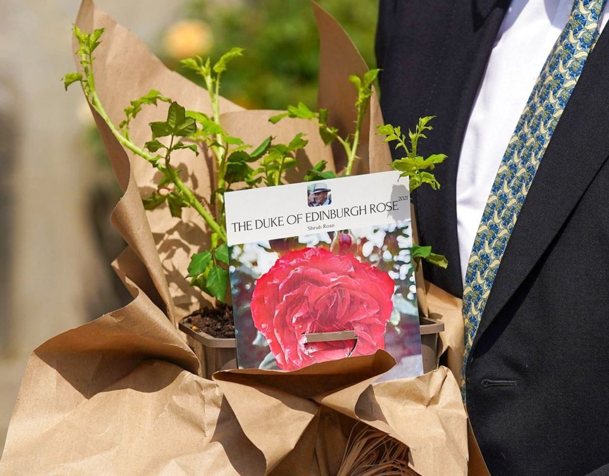 Erindringsrosen for hertugen af Edinburgh, der er fremavlet af te Royal Horticultural Society. Foto: Scanpix/Steve Parsons / POOL / AFP)