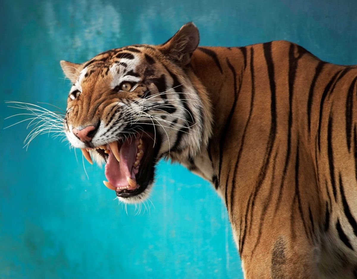 Politiet er ude efter Jeff Lowe’s store kattedyr. Seks tigere er nu konfiskeret (genrefoto). Foto: Alexandre Meneghini/Reuters/Ritzau Scanpix