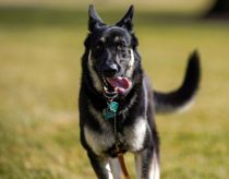 I dag skrev denne hund verdenshistorie