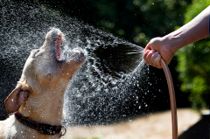 Spot signalerne: Er din hund dehydreret?