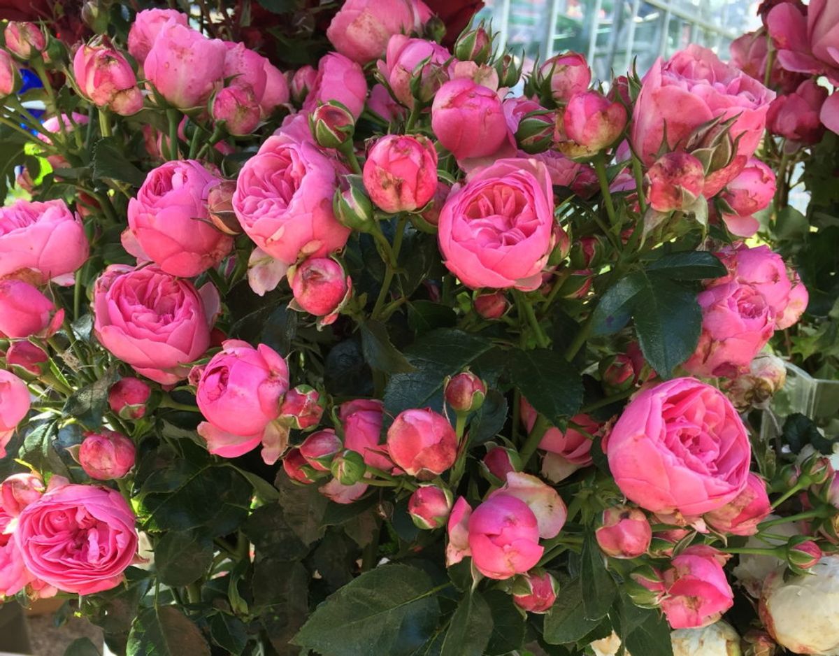 Sådan ser Korsbæk/The Matador ud. Foto: Roses Forever.