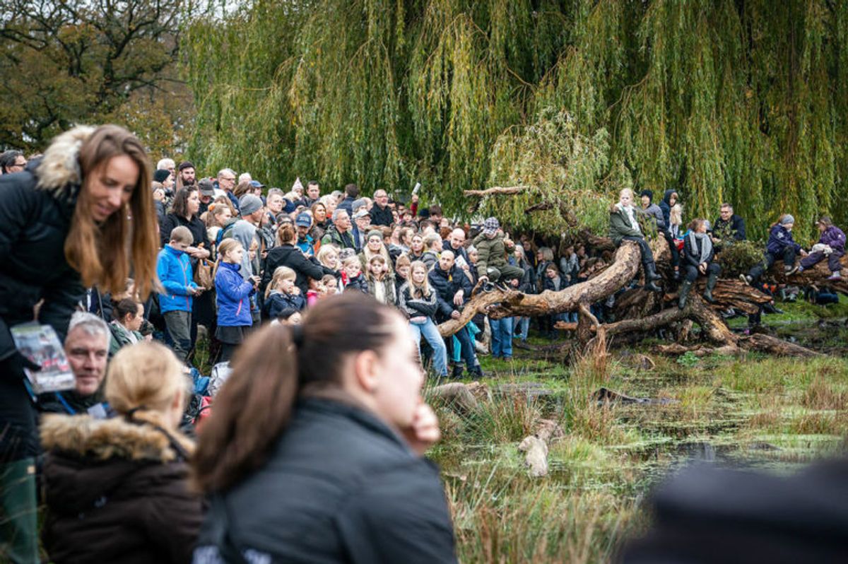Der er størst interesse for udspringet i Magasindammen under Hubertusjagten 2019 i Dyrehaven ved Klampenborg, søndag den 3. november 2019. Hubertusjagten er en symbolsk videreførelse af de gamle parforce-jagter, som Dyrehaven oprindeligt er anlagt til. Her lod man hunde støve ræven op, og feltet fulgte hunde og ræv. I dag er der ingen jagthunde, og ræven er erstattet af to “forlorne” ræve i form af to erfarne ryttere, som rider forrest med rævehaler på deres røde ridejakker. Jagten er ca. 11 km lang og tager 1½ time.. (Foto: Niels Christian Vilmann/Ritzau Scanpix)