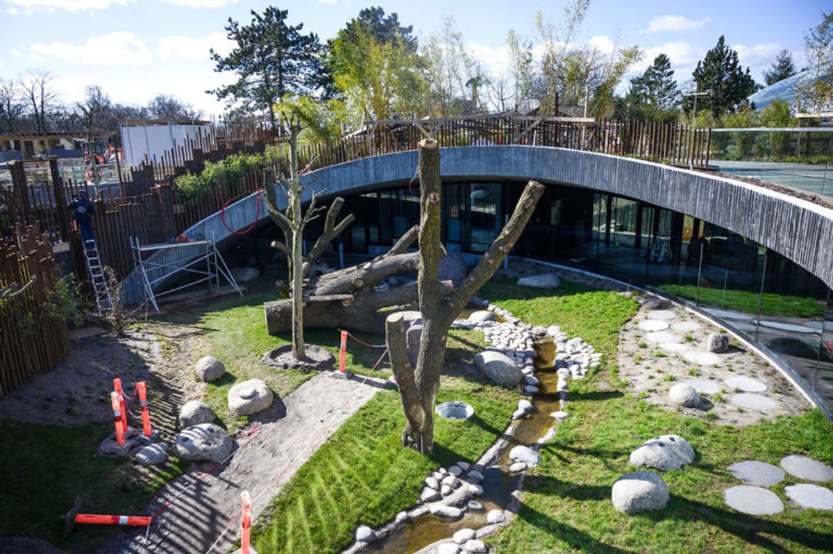 Den 10. april deltager dronningen og kronprinsesse Mary i åbningen af det nye pandaanlæg i Københavns Zoo. Foto: Scanpix