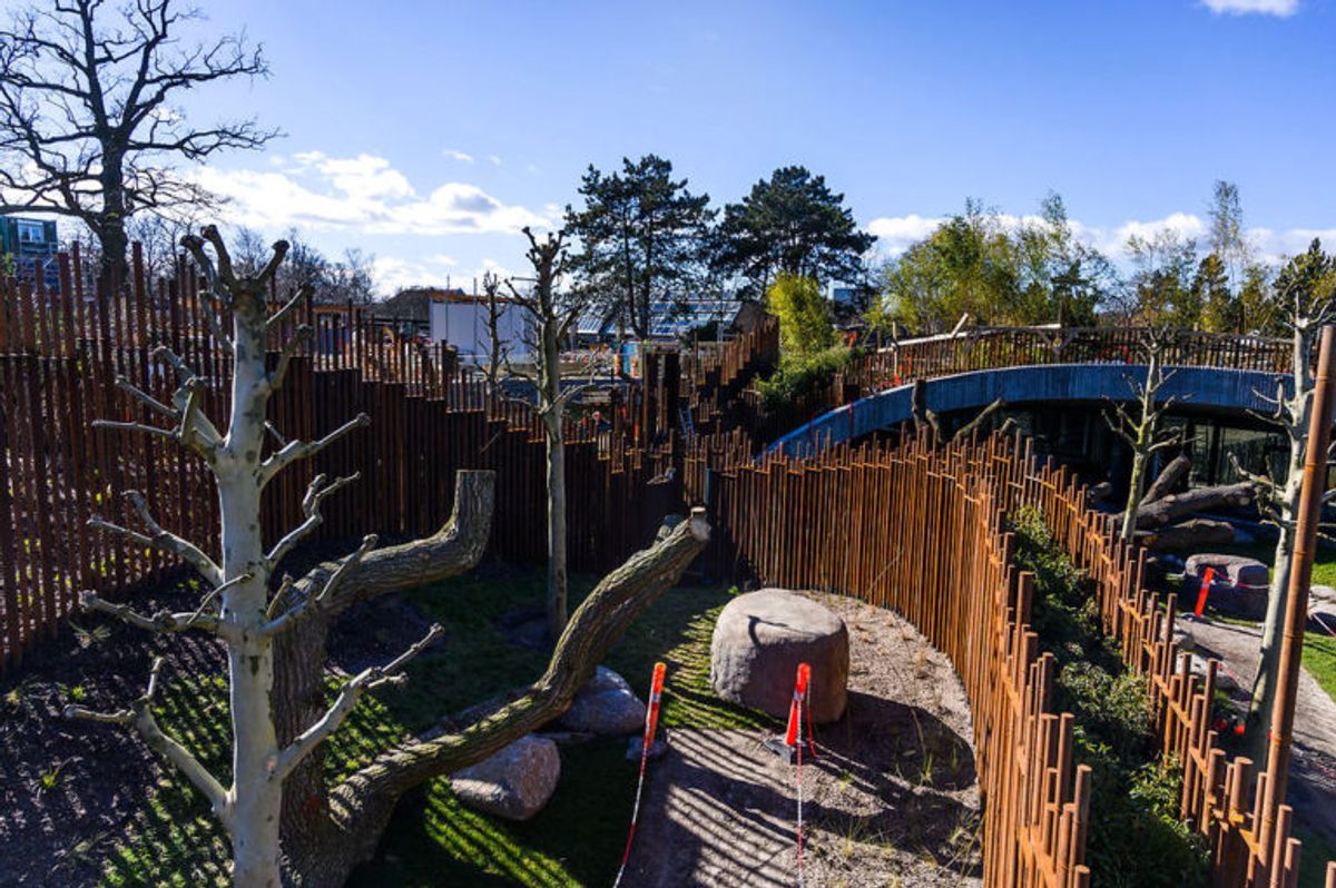 Den 11. april er Mary igen på besøg i pandaanlægget, da hun vil få en rundtur efter at have åbnet Københavns Zoo om morgenen. Foto: Scanpix