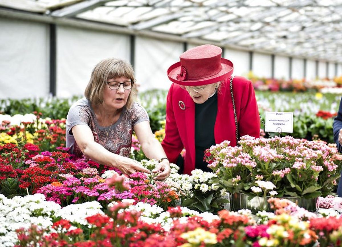 Dronning Margrethe besøgte i 2016 Favrskov Kommune Her ses Margrethe under et besøg hos gartneriet Queen. Foto: Henning Bagger/Scanpix (Arkivfoto)