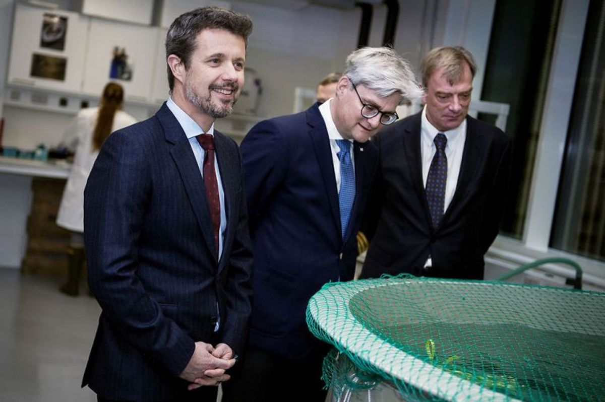 Kronprins Frederik og uddannelses- og forskningsminister Søren Pind samt formand for DTUs bestyrelse, Per Falholt kigger på torsk i den eksperimentelle fiskestald. Foto: Liselotte Sabroe/Scanpix