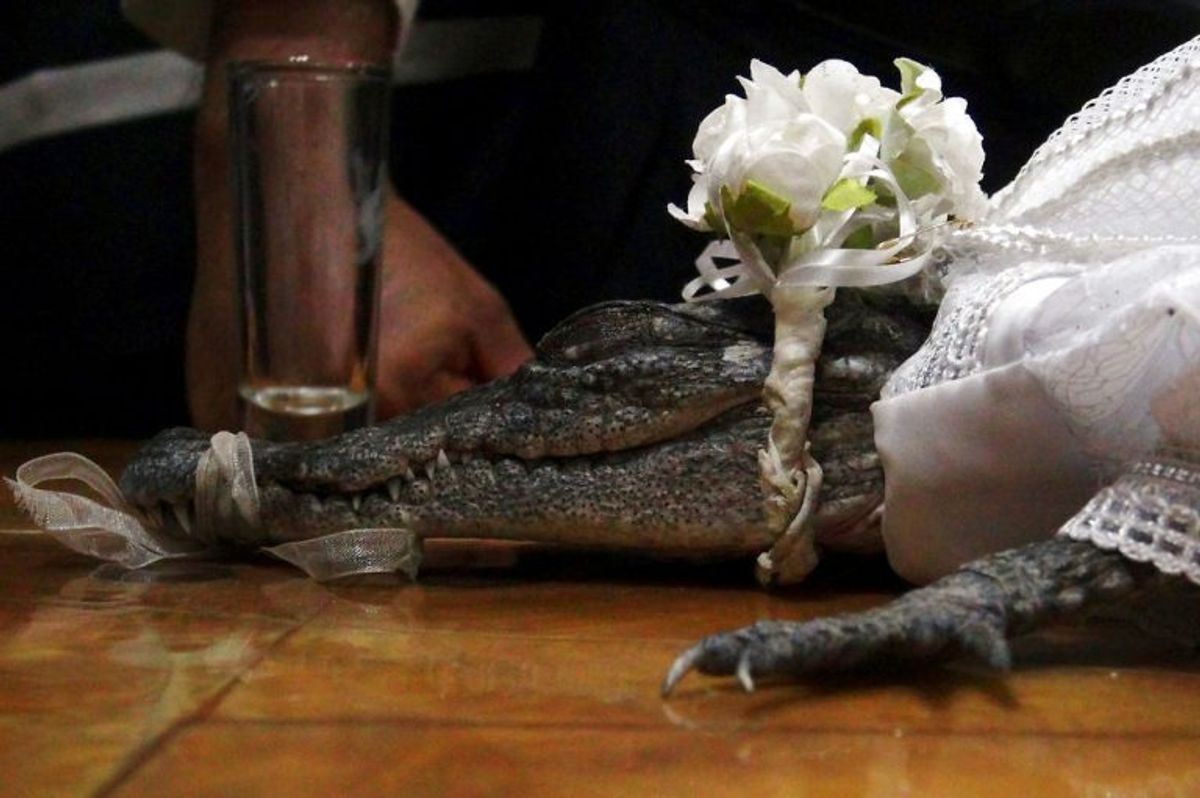 Borgmester i San Pedro Huamelula i Mexico, Victor Aguilar, blev fredag gift med en krokodille. Foto: Rusvel Rasgado/Scanpix.