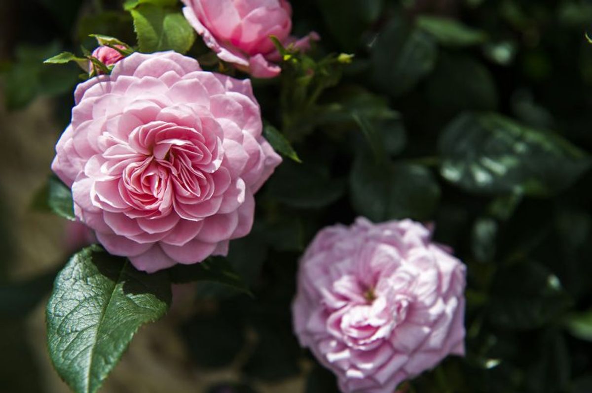 Rosen blev døbt i champagne og fik navnet ‘Cph Garden in Bloom’. Foto: Ida Marie Odgaard/Scanpix