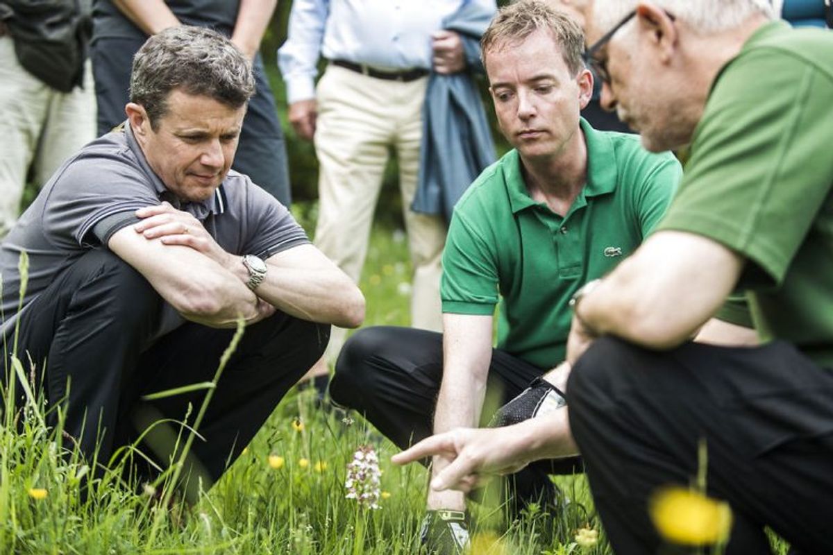 Kronprins Frederik (tv) og miljøminister Esben Lunde Larsen (th) kigger sammen med statsskovfoged H.C. Gravesen på en sjælden orkidé, der vokser i Jydelejet i Klinteskoven. Foto: Ida Marie Odgaard/Scanpix