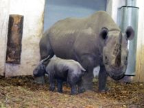 Ree Park i stor sorg: Gravid næsehorn er død