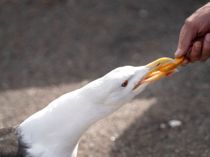 Har du lagt mærke til det? Derfor er der så få