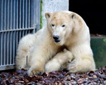 Drama i dansk zoo: Slap pludselig ud
