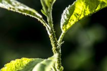 Sådan slipper du af med bladlus