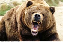 70-årig angrebet af bjørn