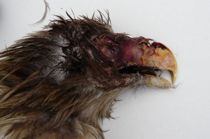 Firdobbelt ørne-drab uopklaret