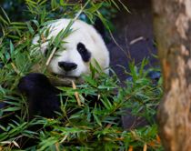 Panda får ny status