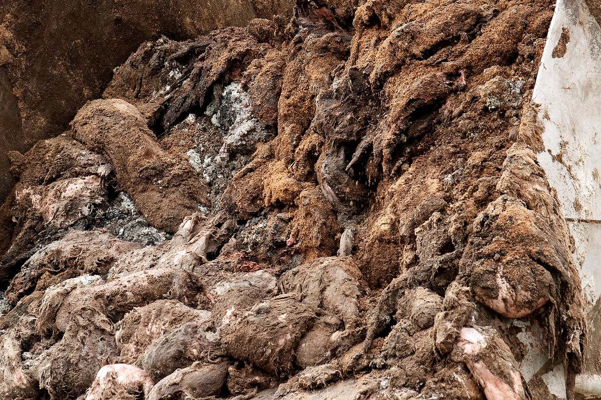 Mandag bliver de sidste af de cirka 7.000 ton mink ved Kølvrå gravet op. (Foto: Bo Amstrup/Ritzau Scanpix) (Foto: Bo Amstrup/Ritzau Scanpix)