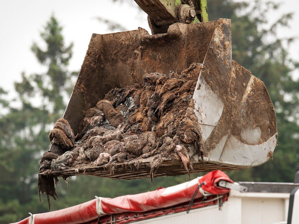 Mandag bliver de sidste af de cirka 7.000 ton mink ved Kølvrå gravet op. (Foto: Bo Amstrup/Ritzau Scanpix) (Foto: Bo Amstrup/Ritzau Scanpix)