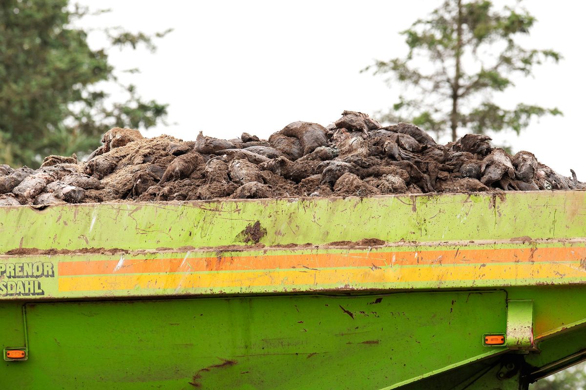 Mandag bliver de sidste af de cirka 7.000 ton mink ved Kølvrå gravet op. (Foto: Bo Amstrup/Ritzau Scanpix) (Foto: Bo Amstrup/Ritzau Scanpix)