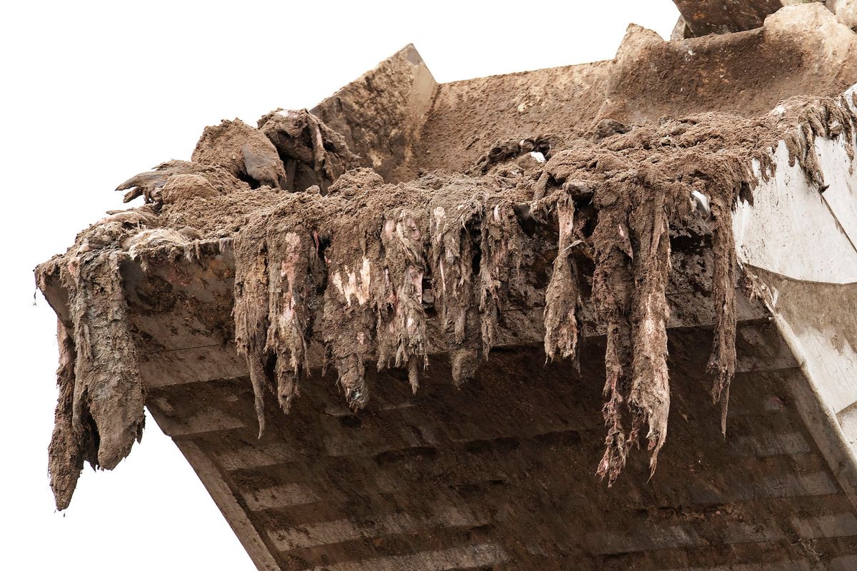 Mandag bliver de sidste af de cirka 7.000 ton mink ved Kølvrå gravet op. (Foto: Bo Amstrup/Ritzau Scanpix) (Foto: Bo Amstrup/Ritzau Scanpix)