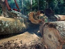 Importerer potentielt ulovligt træ til Danmark