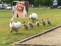 Dorthe putter byens svaner hver aften