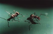 Sådan slipper du for myrer