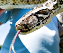 Kvælerslange på 'fri fod'