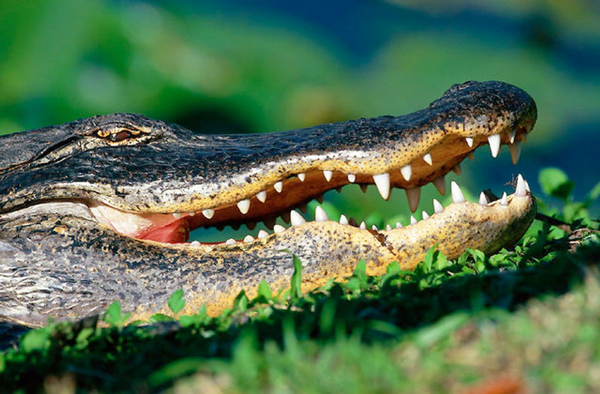En 32-årig mand trampede på en alligator og forsøgte at smide den op på taget af en cocktailbar. Foto: Brian Sytnyk/Masterfile/Ritzau Scanpix