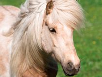 Pony dræbt i trafikulykke