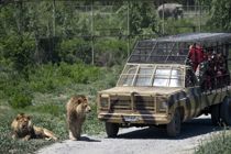 Tiger dræber ung kvinde i dyrepark