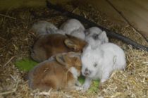 Fik 56 kaniner i dårlig stand