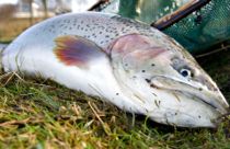 Dødelig sygdom spreder sig