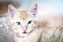 Højsæson for særlig kattesygdom