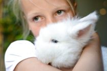 Frygtet dyre-sygdom fundet i Hovedstadsområdet