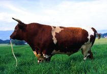 Tyr amok på turister i dansk naturpark