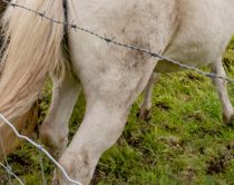 Heste får mystiske snitsår baglår og kønsdele