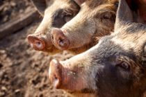 Pest truer danske dyr