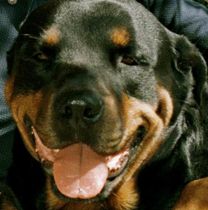 Rottweiler bed 76-årig – nu skal den aflives
