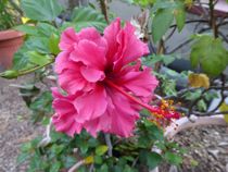 Ryk disse planter indenfor nu